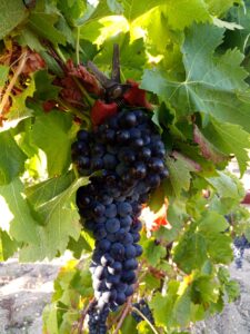 Vins rouges img 20200913 wa0009