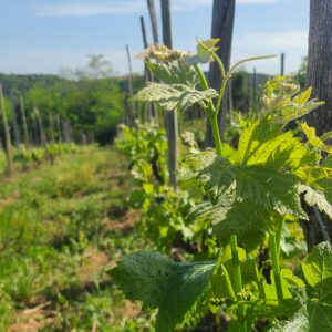 Vins rouges carre1