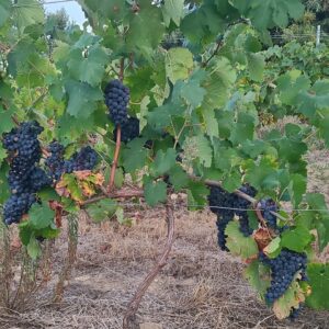 Vins rouges carre10
