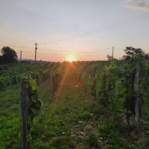Vins rouges carre6