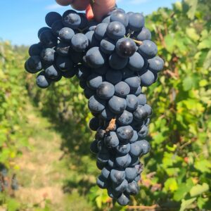 Vins rouges carre8